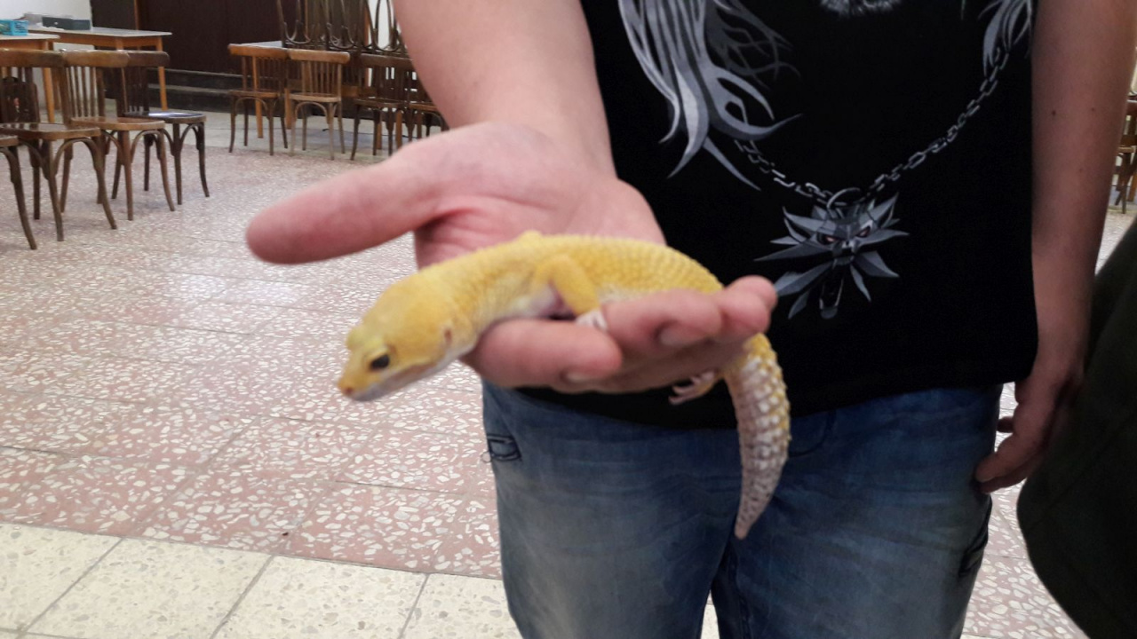 Fotografia fotogalérie Výstava hadov a plazov 13.10.2017