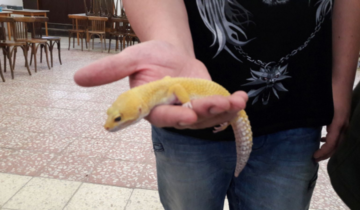 1. fotografia fotogalérie Výstava hadov a plazov 13.10.2017