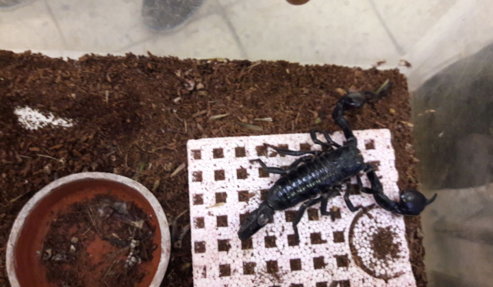 2. fotografia fotogalérie Výstava hadov a plazov 13.10.2017