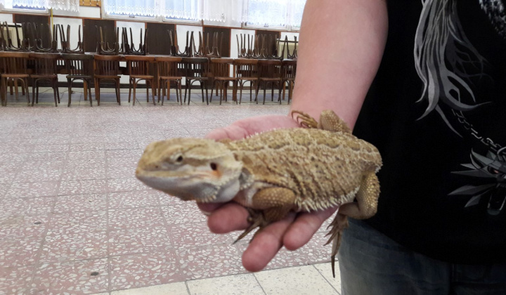 3. fotografia fotogalérie Výstava hadov a plazov 13.10.2017