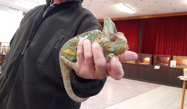 4. fotografia fotogalérie Výstava hadov a plazov 13.10.2017