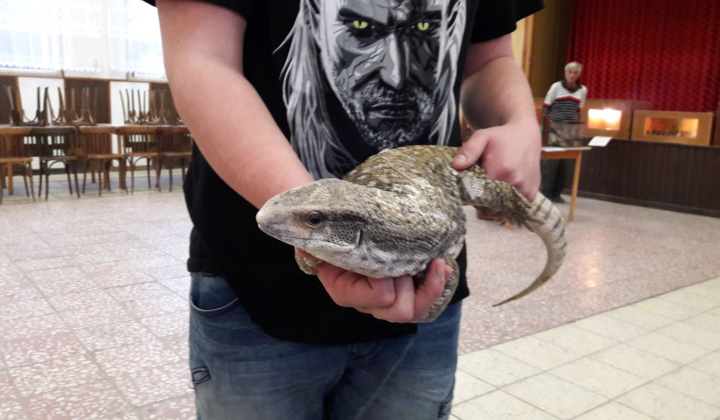 5. fotografia fotogalérie Výstava hadov a plazov 13.10.2017