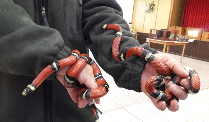 6. fotografia fotogalérie Výstava hadov a plazov 13.10.2017