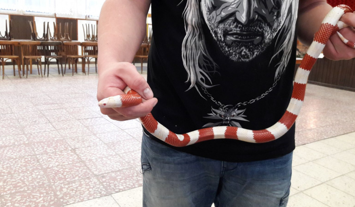 8. fotografia fotogalérie Výstava hadov a plazov 13.10.2017