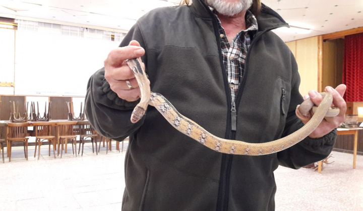 9. fotografia fotogalérie Výstava hadov a plazov 13.10.2017