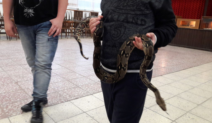 13. fotografia fotogalérie Výstava hadov a plazov 13.10.2017