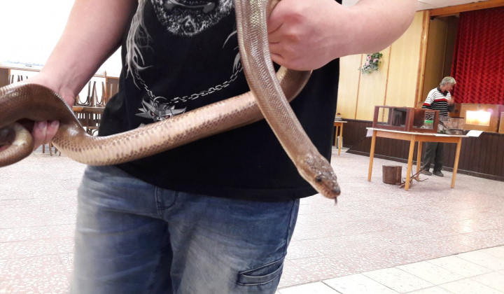 18. fotografia fotogalérie Výstava hadov a plazov 13.10.2017